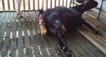 Proč měla koza po jehnici krvavý výtok??